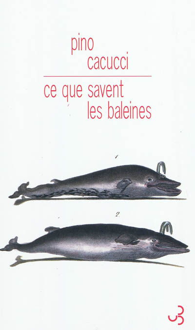 Ce que savent les baleines Pino Cacucci traduit de l'italien par Lise Chapuis