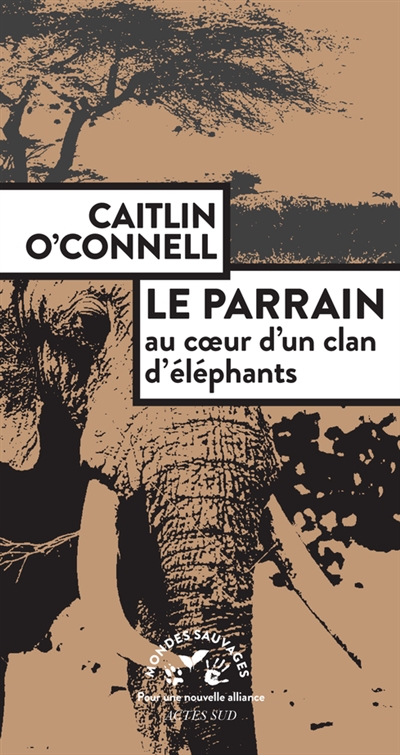 Le parrain au coeur d'un clan d'éléphants Caitlin O'Connell traduit de l'anglais (Etats-Unis) par Marie-Eve Brochu