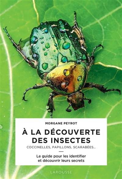 A la découverte des insectes coccinelles, papillons, scarabées... le guide pour les identifier et découvrir leurs secrets Morgane Peyrot